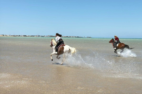 Sahl Hasheesh: Desert & Sea Horse Ride with Transfers