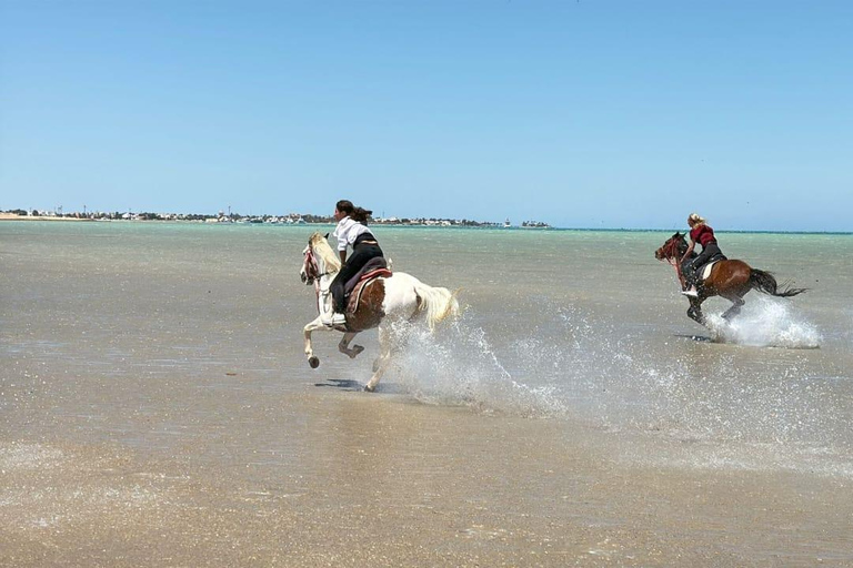 Sahl Hasheesh: Desert & Sea Horse Ride with Transfers