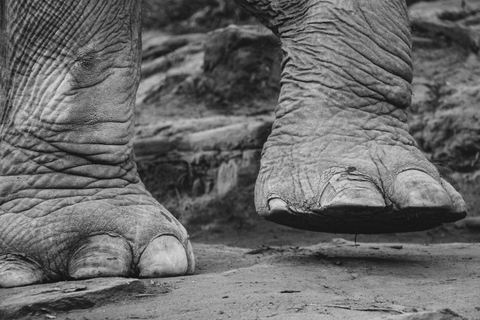 Experiência exclusiva de meio dia com animais gigantes da família