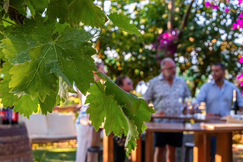 SORRENTO: Vinprovning med utsikt över havet i en citronlund