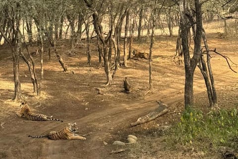 From Jaipur: Morning Sariska Safari with Meal and Transfers