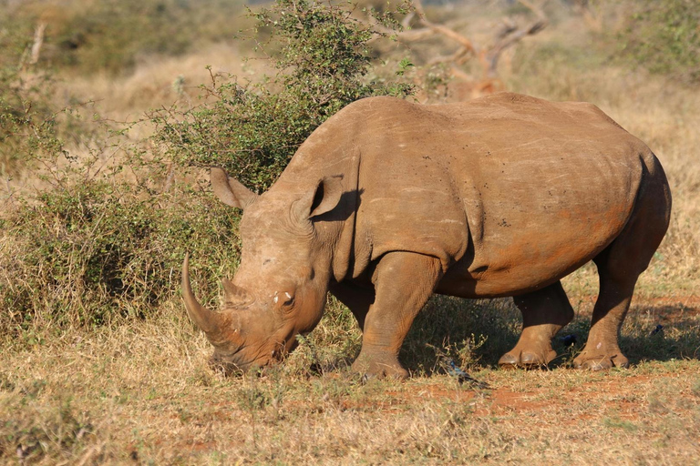 Zambezi-Wildwasser-Rafting &amp; White Rhino Walking Safari Combo