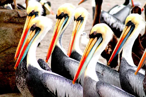Da Lima: Isole Ballestas, Linee di Nazca e Huacachina