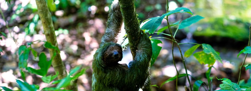Ferme de cacao de Bijagua et rencontre avec les paresseux