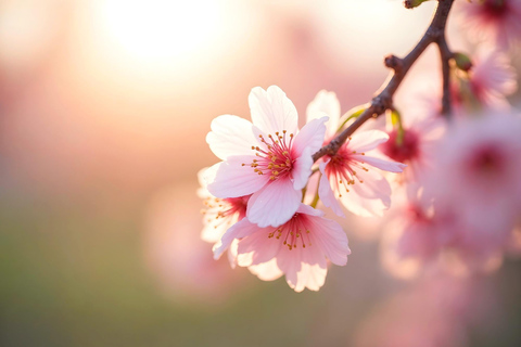 Seoul: Cherry Blossom & Pokpo Waterfall Cafe One Day Tour A. Cherry Blossom Spring Route