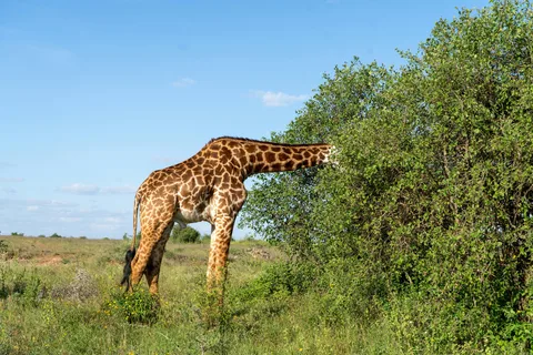 Arusha: 4-Day Safari to Tarangire, Serengeti, and Ngorongoro
