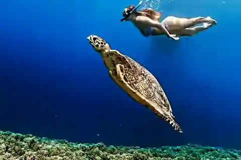 Depuis Gili Air : Visite publique/groupe de plongée en apnée 3 île de Gili