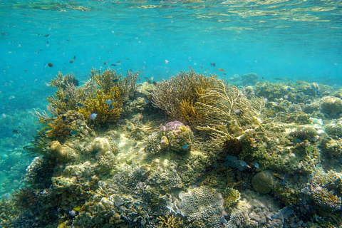From Labuan Bajo: Sharing Snorkeling Activity With Speedboat Long day trip with speedboat and snorkeling