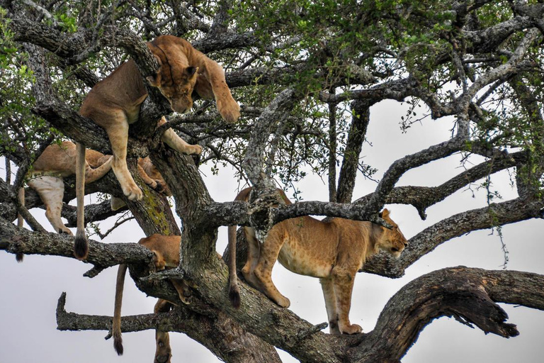 Lake Manyara: Day Trip Safari with Bird Watching