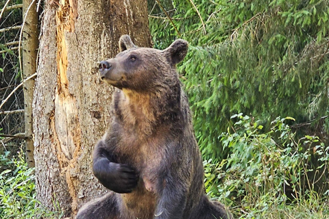 Brașov: Bear Sanctuary & Lipizzaner Horses Day Tour