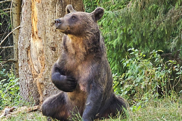 Transfagarasan Drive & Wild Bear Experience from Brasov