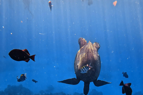 Waikiki : Visite en petit groupe du Turtle Canyon avec masque et tuba