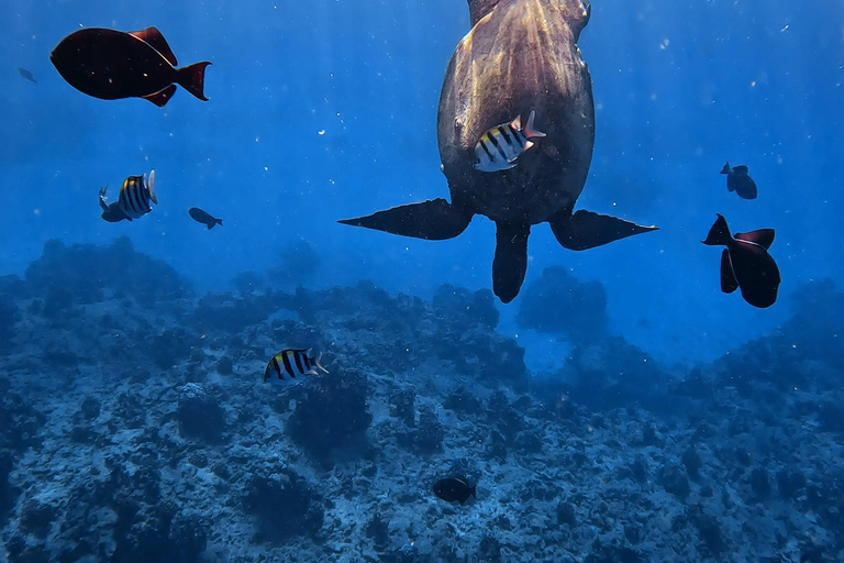 Waikiki : Visite en petit groupe du Turtle Canyon avec masque et tuba