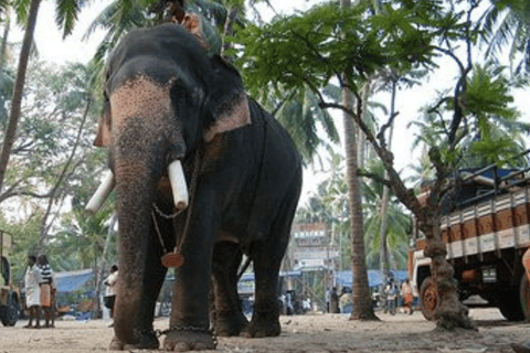 海得拉巴：柯钦 3 日游（含机票和酒店）海得拉巴：3 天科钦之旅（含机票和酒店）