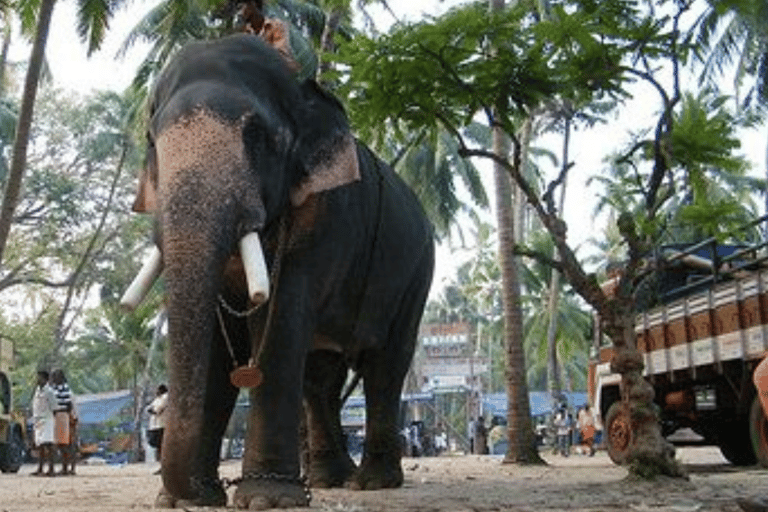 海得拉巴：柯钦 3 日游（含机票和酒店）海得拉巴：3 天科钦之旅（含机票和酒店）