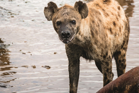 Arusha: Safari di 6 giorni nel Serengeti con visita al villaggio MasaiArusha: safari di 6 giorni nel Serengeti con visita al villaggio Masai