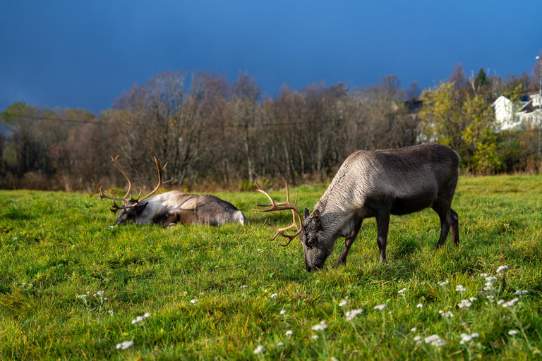 Tromsø: Fjord Adventure with Lunch and Photos Tromsø: Fjord Minibus Tour with Lunch and Free Photos
