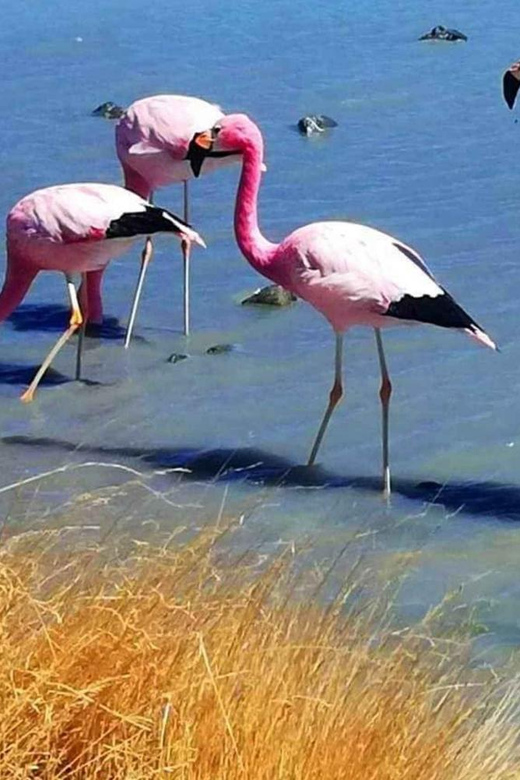 Galería de fotos para redes