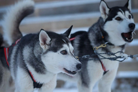 Levi: Husky Farm Visit, Sleigh Ride and Husky Hugging