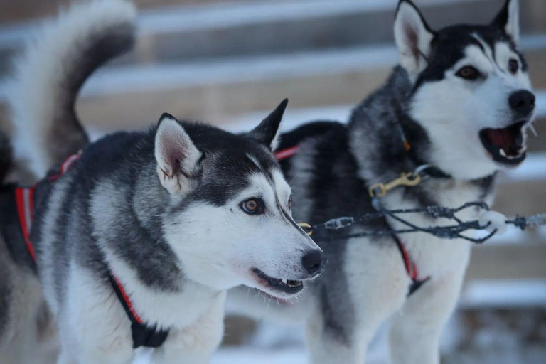 Levi: Husky Farm Visit, Sleigh Ride and Husky Hugging
