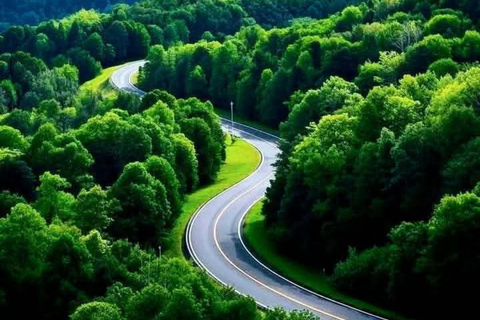 From Kigali, Rwanda: Guided gorilla trekking experience Incredible gorilla Trekking experience in Rwanda