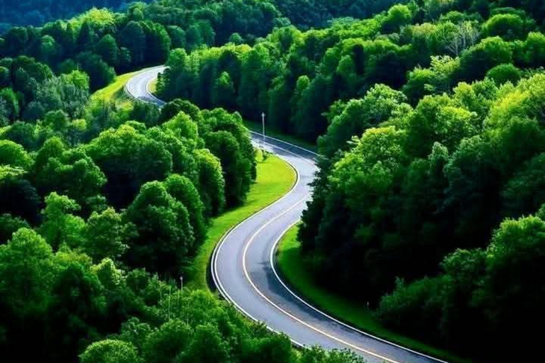 From Kigali, Rwanda: Guided gorilla trekking experience Incredible gorilla Trekking experience in Rwanda