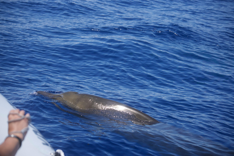 Funchal : Garantie d&#039;observation des dauphins sauvages et des baleines en bateau pneumatiqueDauphins et baleines en bateau pneumatique