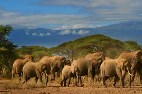 Tour di un giorno della fauna selvatica di Amboseli e visite ai villaggi Masai