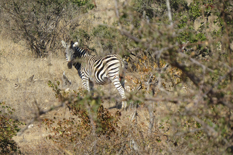 Hwange National Park & Victoria Falls 4-Day Safari Tour
