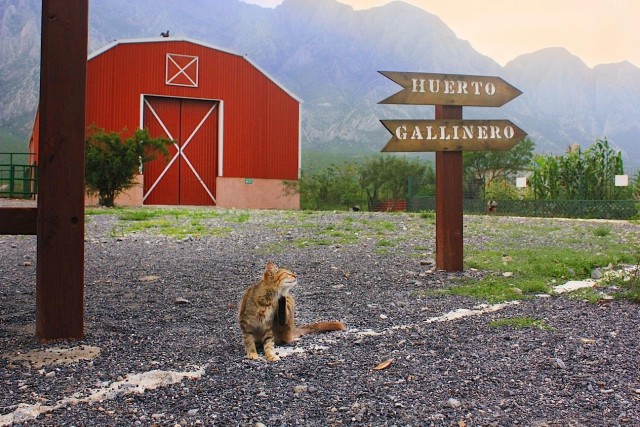 Visit Monterrey Zoological Adventure at Xenpal in Monterrey, Nuevo León