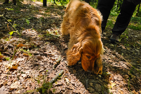 ROME: Truffle Hunting and Lunch with Truffle Dishes