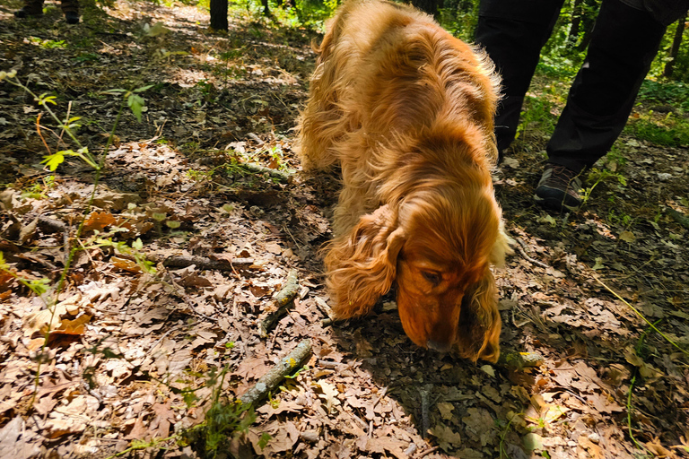 ROME: Truffle Hunting and Lunch with Truffle Dishes