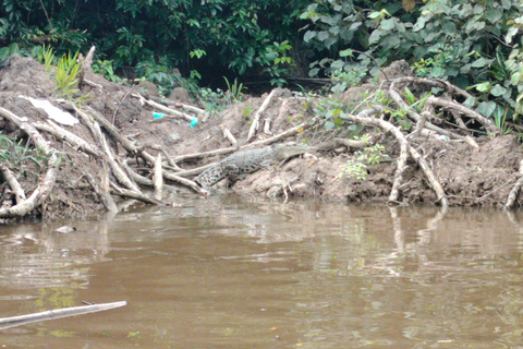 Bongawan Wetland: Proboscis Monkey and Fireflies Shared Tour Shared Tour