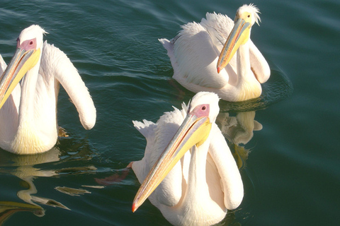 Walvis Bay : Croisière en catamaran et visite du port de Sandwich