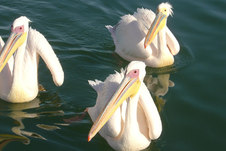 Walvis Bay : Croisière en catamaran et visite du port de Sandwich