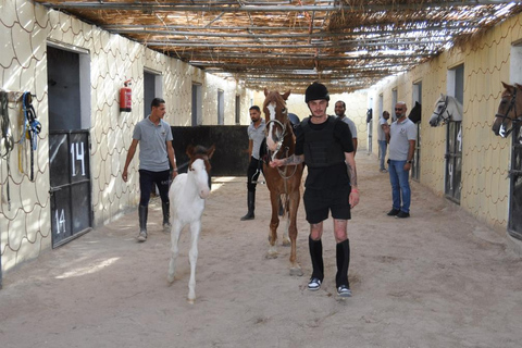 Hurghada: Camel Ride & horse ride and Off-Road Jeep Tour pickup from hotels inside hurghada