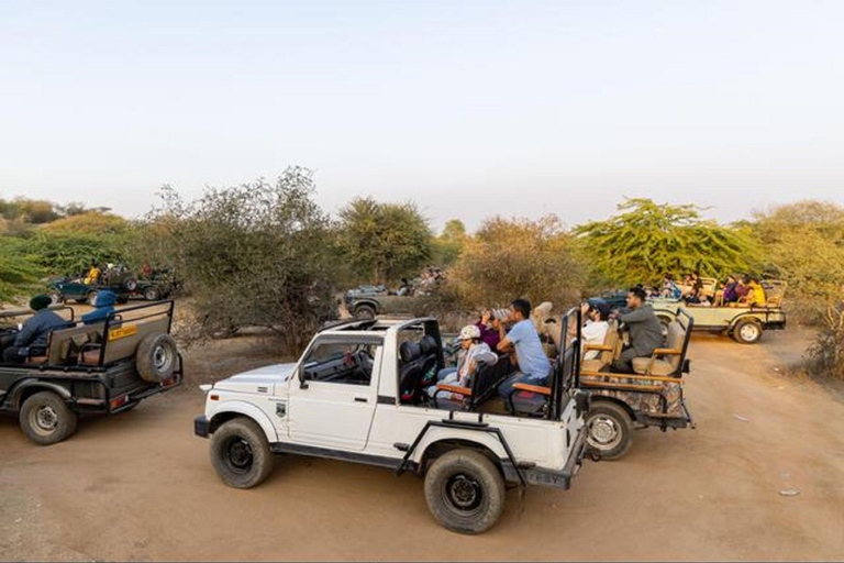 Udaipur to Jodhpur: Ranakpur Temple & Leopard Safari Tour