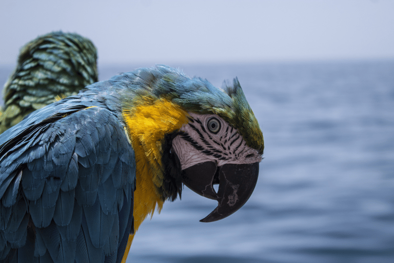 Djerba: Piratenboot-Ausflug mit Djerbay