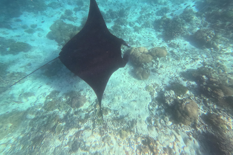Labuan Bajo: Day Trip Snorkeling with Manta Rays and Turtles