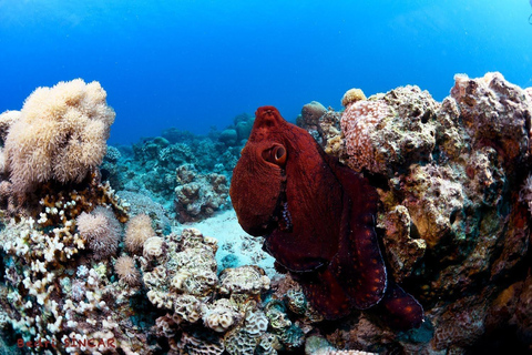 Snorkeling dalla riva