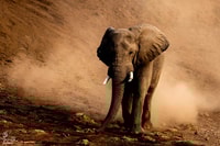 Da Hazyview, Safari di Kruger National Park Intell-Day - Housity