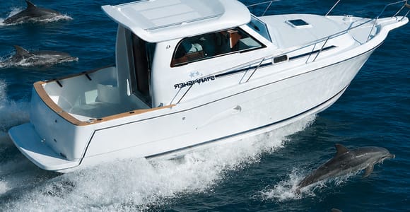 Benalmadena: Boat Trip / dolphin watching