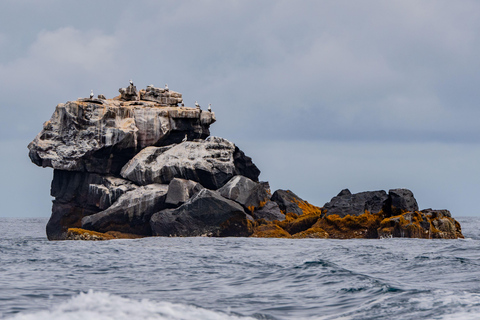 Explore the Cabo Rosa Tunnels on Isabela: snorkeling, wildlife and scenery