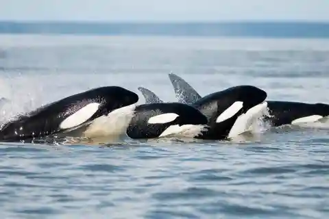 Parksville: Half-Day Whale and Wildlife Adventure