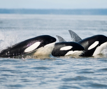 パークスビルクジラと野生動物の半日アドベンチャー