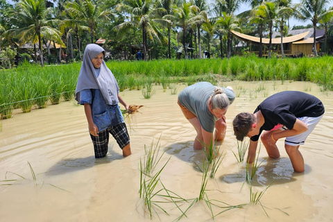 Bilet na farmę w Old Phuket - życie na wsi, kultura lokalna