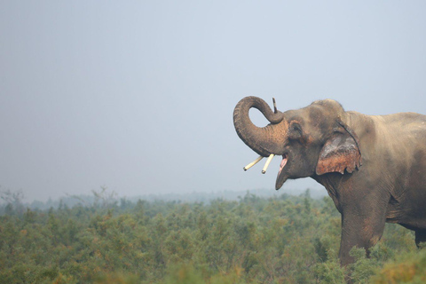 From Delhi: Taj Mahal Sunrise Tour with Elephant SOS Centres Tour with Car, Driver, Ticket, Guide & 5star Meals