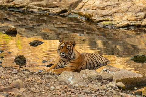 From Delhi: Golden Triangle Tour with Agra, Jaipur & Safari 3-Day Golden Triangle Tour with Taj Mahal, Jaipur & Safari