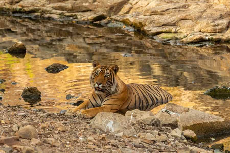 Ab Delhi: Goldenes-Dreieck-Tour mit Agra, Jaipur & Safari. Foto: GetYourGuide Ab Delhi: Goldenes-Dreieck-Tour mit Agra, Jaipur & Safari. Foto: GetYourGuide