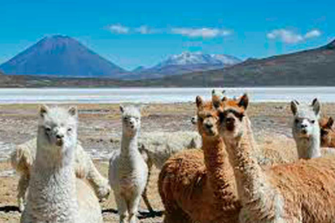 Arequipa | Lagune de Salinas et thermes de Lojen